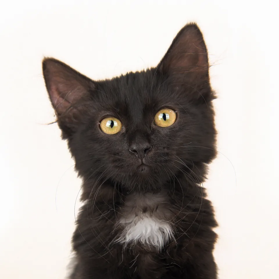 Studio portrait of a black kitten sitting upright against a white backdrop