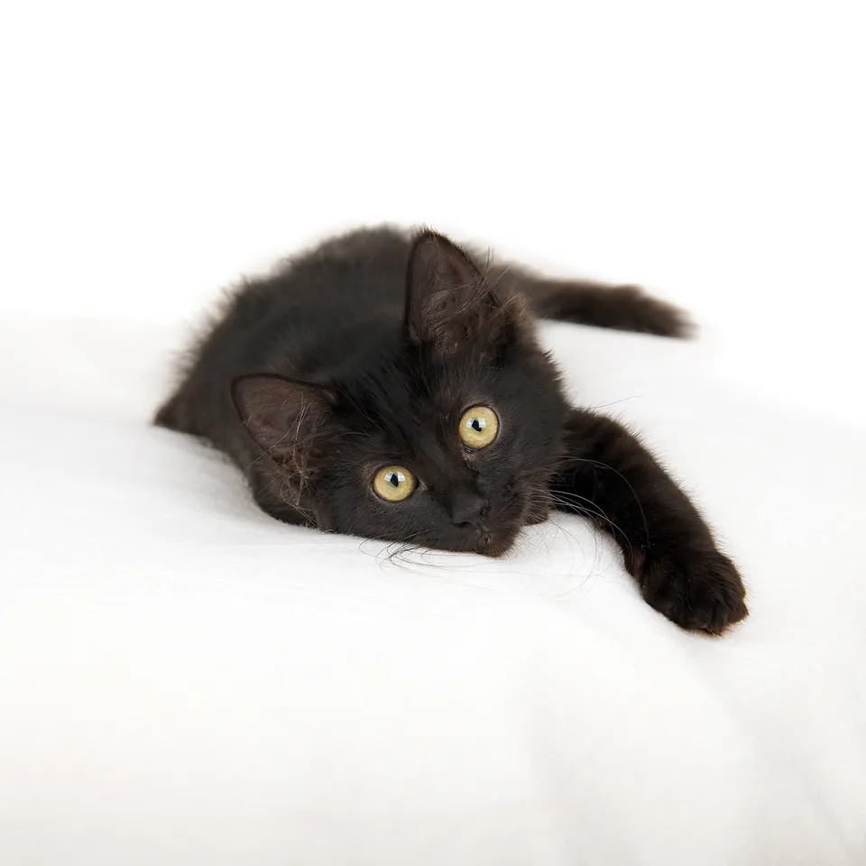 Black kitten stretched out on a white blanket, looking towards the camera